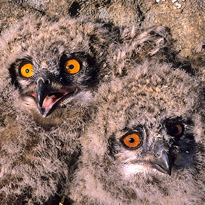Cape Eagle Owl